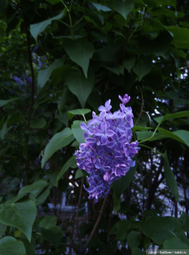 Июньский букет — Гибриды шарнирных кукол (не БЖД): подбор тела