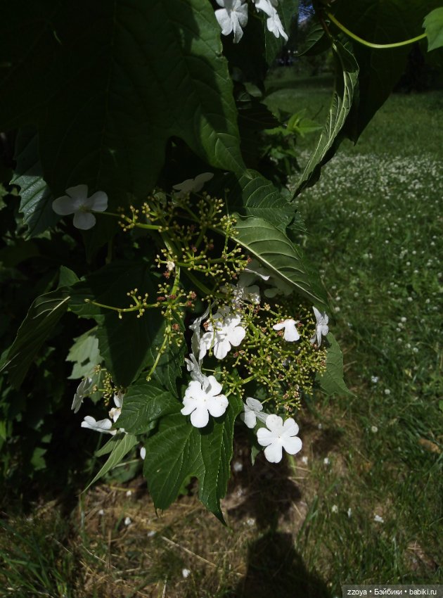 Июньский букет — Гибриды шарнирных кукол (не БЖД): подбор тела