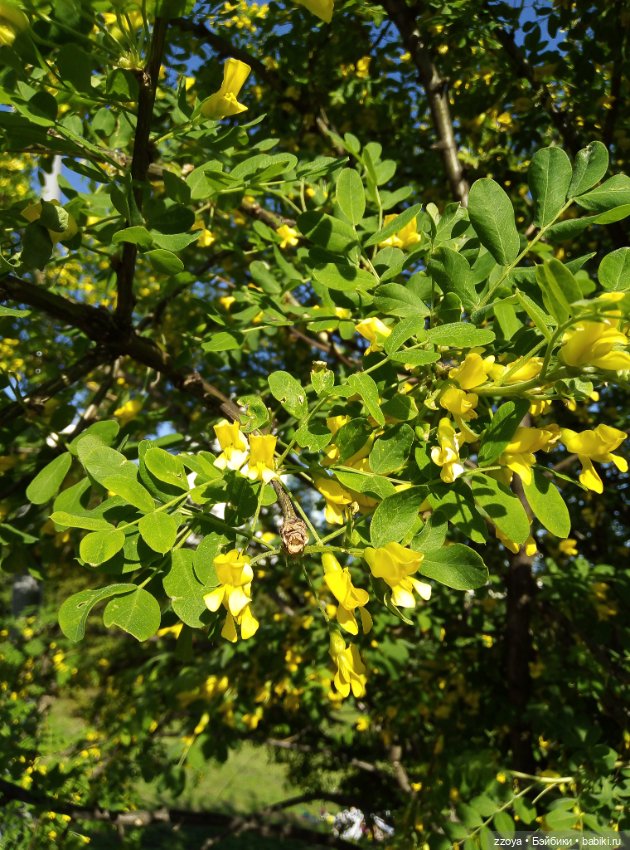 Июньский букет — Гибриды шарнирных кукол (не БЖД): подбор тела (фото 3)