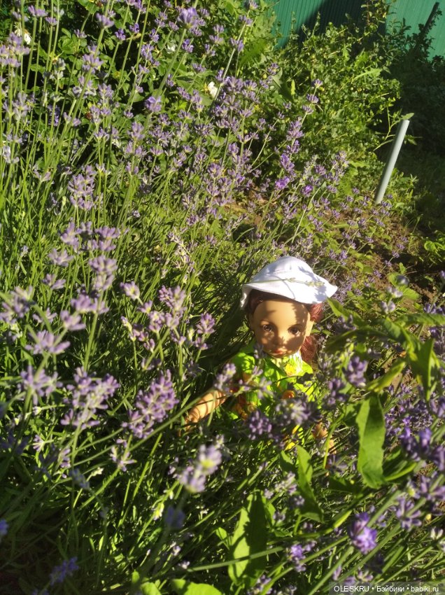 Моё лавандовое лето — Интересное и необычное: фотоподборки