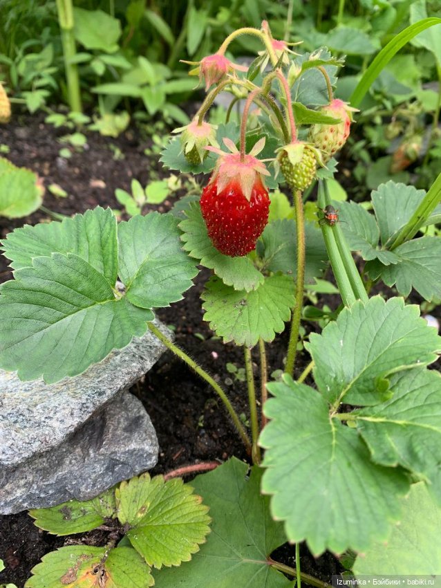 Первая ягодка 🍓 - моя — Куклы и тела Obitsu 11 (Ob11): гибриды (фото 4)