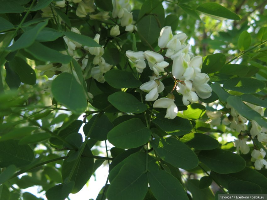 Праздник кукол "Весна" — Российские куклы Весна (фото 10)