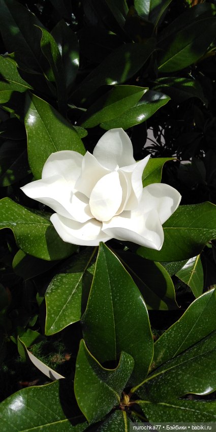 Нафочка. Приключения продолжаются