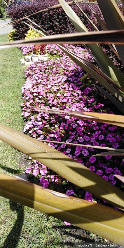 Нафочка. Приключения продолжаются