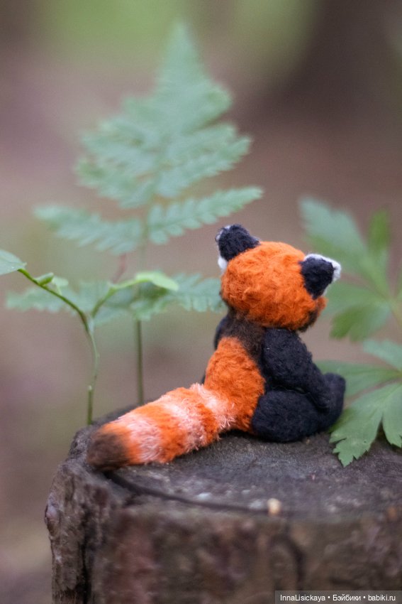 Красная панда или даже дикого зверя можно приручить (фото 2)