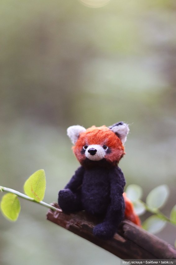 Красная панда или даже дикого зверя можно приручить (фото 4)