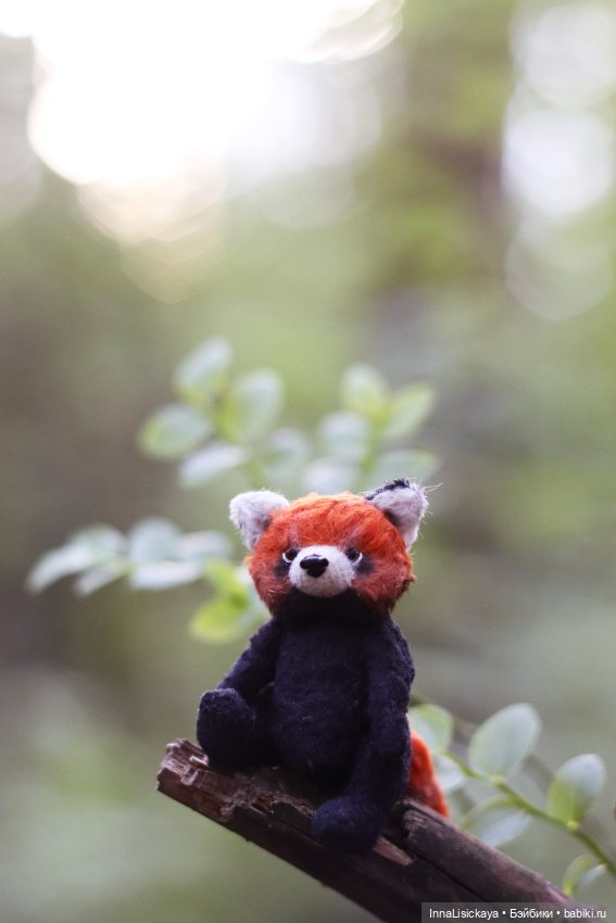 Красная панда или даже дикого зверя можно приручить (фото 5)