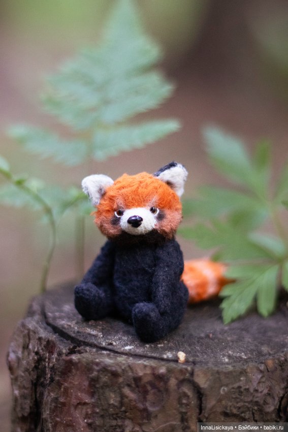 Красная панда или даже дикого зверя можно приручить