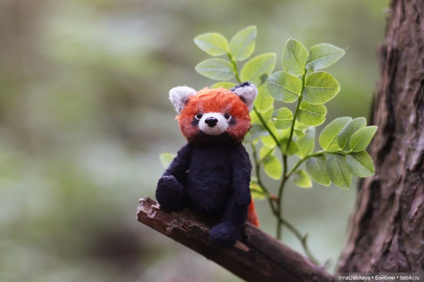 Красная панда или даже дикого зверя можно приручить (фото 6)