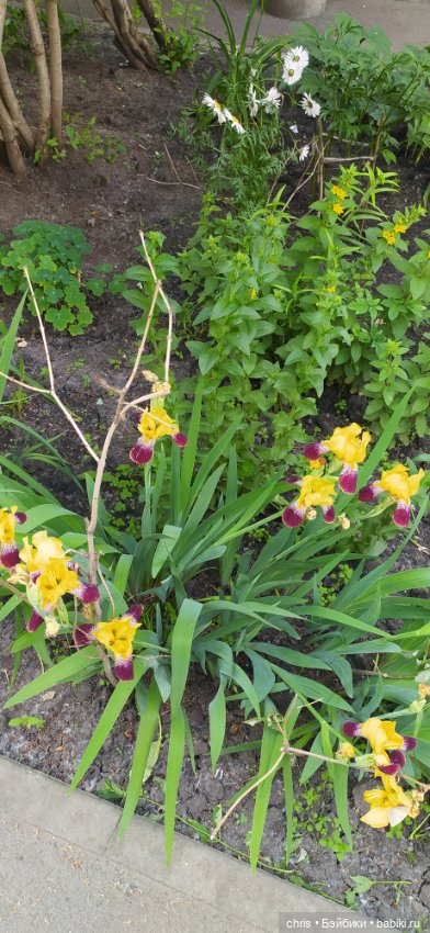 Мальчик не отсюда (Miles Morales)