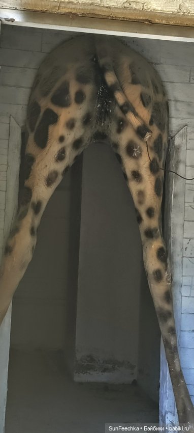 Отель - призрак Eco Dream Club Resort. Турция , Чамьюва. Часть 3 (фото 6)