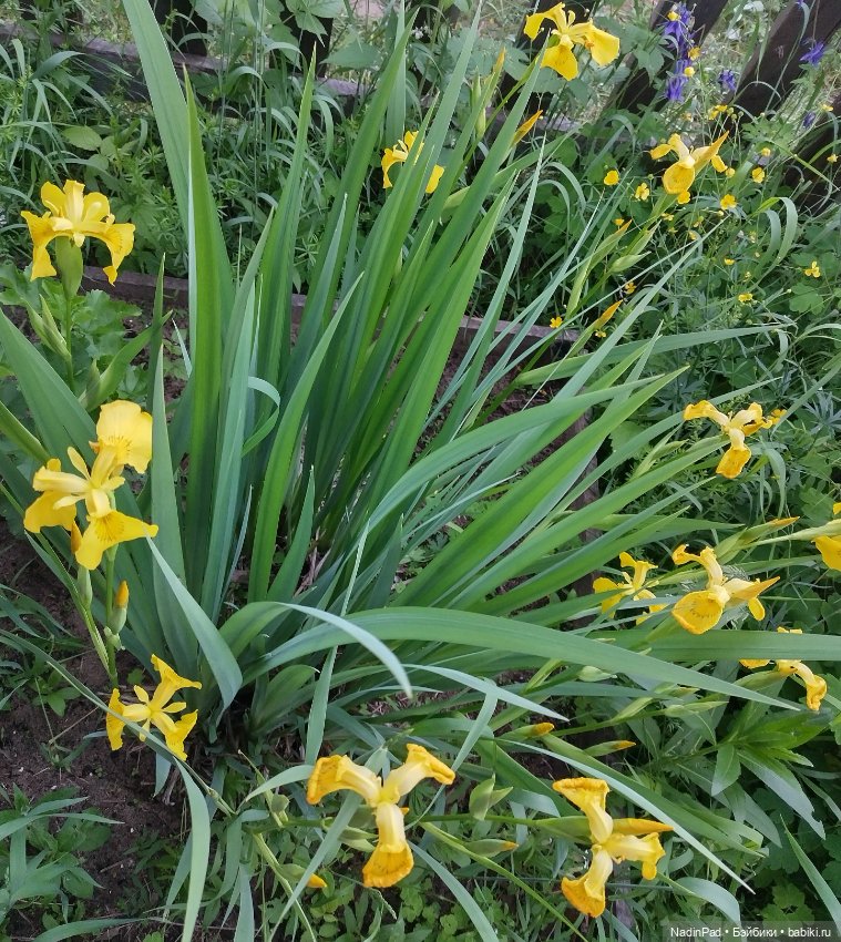 Давид и ирисы — Куклы Paola Reina (Паола Рейна): новинки (фото 3)