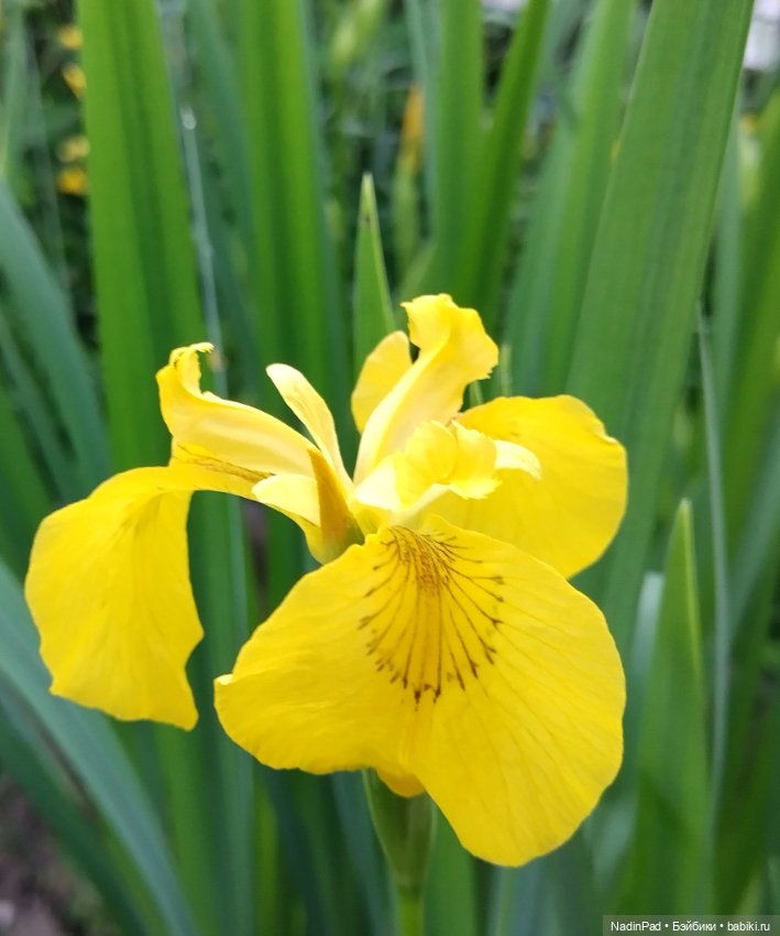 Давид и ирисы — Куклы Paola Reina (Паола Рейна): новинки (фото 2)