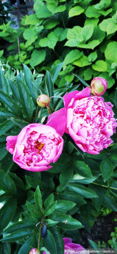 Прекрасные соцветия или прогулки с разными куклами (фото 4)