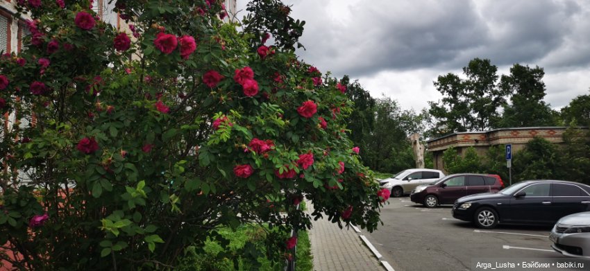 Прекрасные соцветия или прогулки с разными куклами (фото 3)