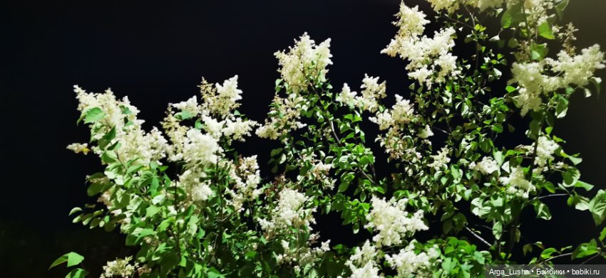 Прекрасные соцветия или прогулки с разными куклами (фото 2)