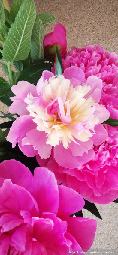 Прекрасные соцветия или прогулки с разными куклами (фото 6)