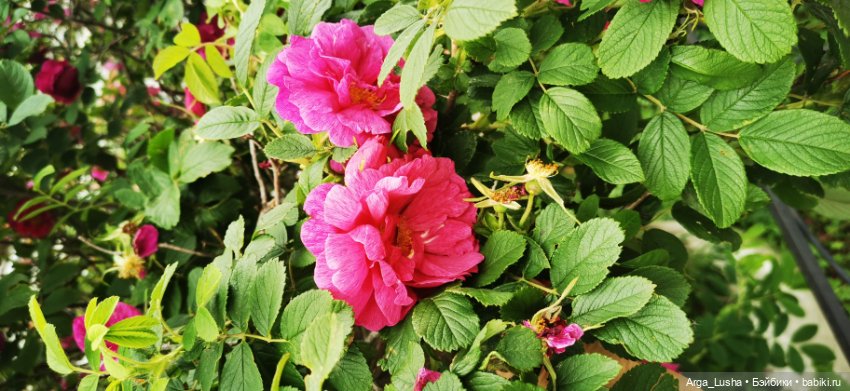 Прекрасные соцветия или прогулки с разными куклами