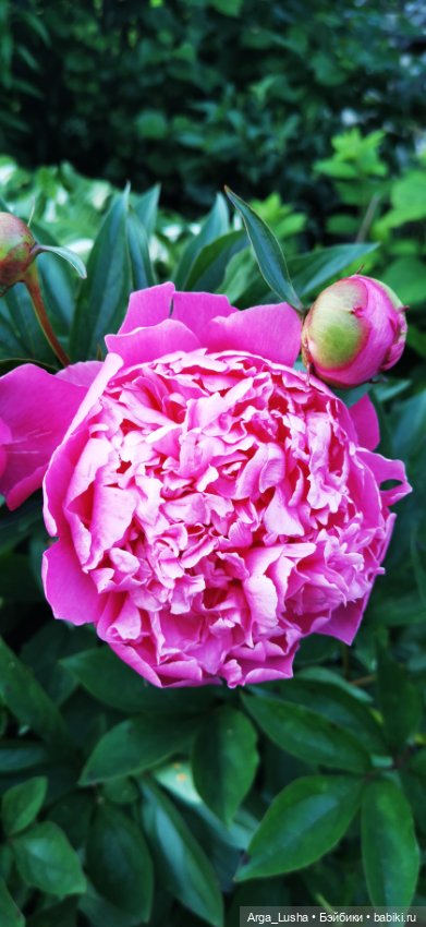 Прекрасные соцветия или прогулки с разными куклами (фото 5)