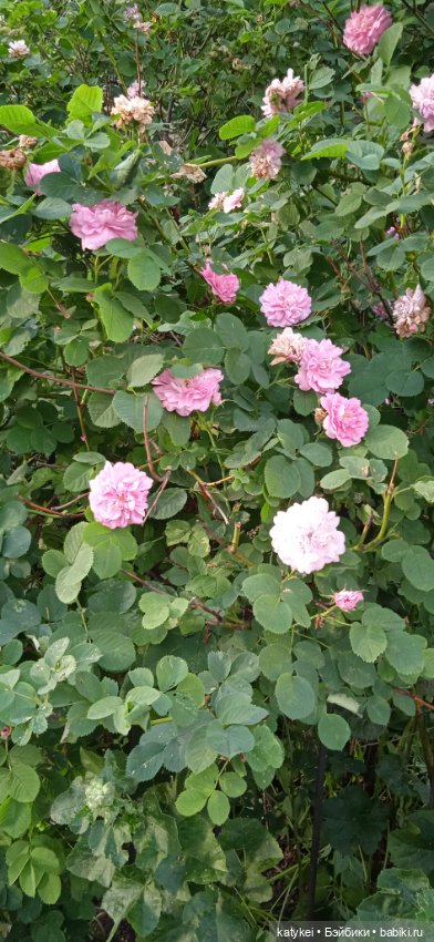 Кот Дремот и День города. 555-й топик