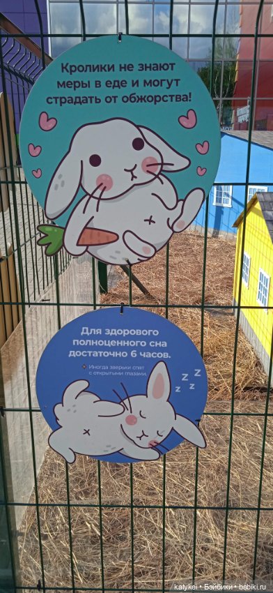 Кот Дремот и День города. 555-й топик