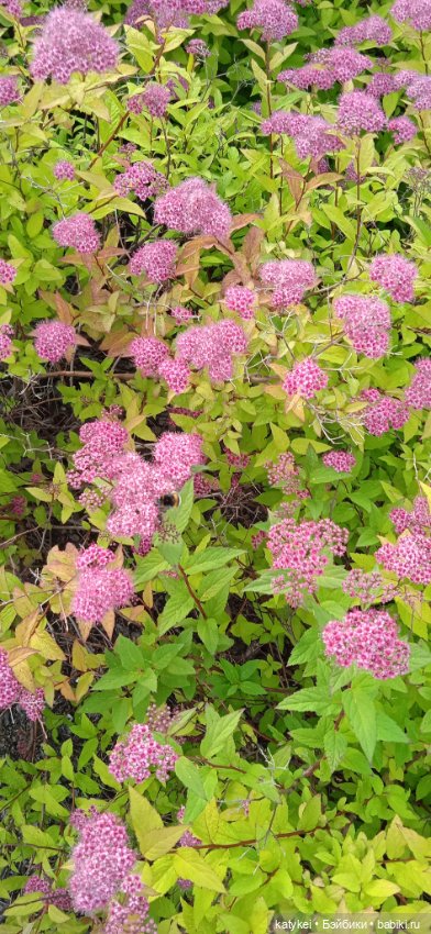 Кот Дремот и День города. 555-й топик