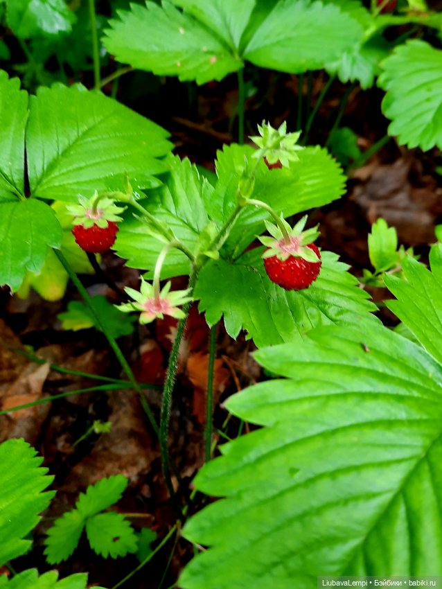 Янкина прогулка — Куклы с Алиэкспресс (Aliexpress): Китайские шарнирные