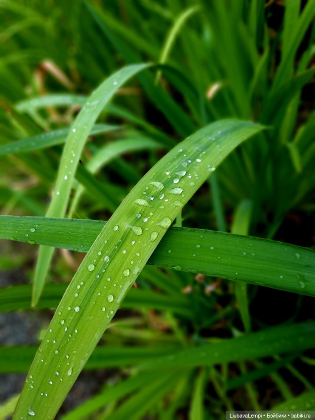 Янкина прогулка — Куклы с Алиэкспресс (Aliexpress): Китайские шарнирные (фото 9)