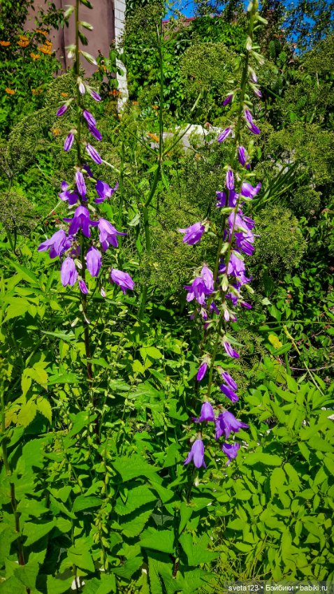 Обезьянка Луна — Куклы ASI (Аси): испанские пупсы