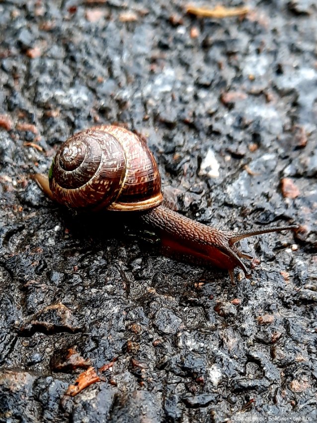 Янкина прогулка — Куклы с Алиэкспресс (Aliexpress): Китайские шарнирные (фото 8)