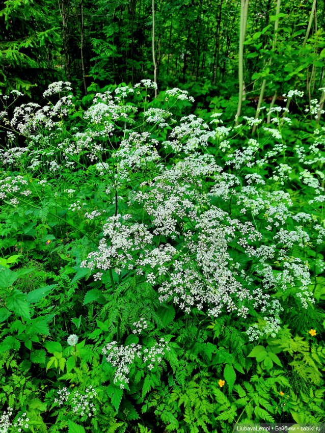 Янкина прогулка — Куклы с Алиэкспресс (Aliexpress): Китайские шарнирные