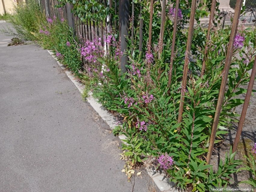 Питер в июле — Туризм и путешествия: фотоотчеты из поездок