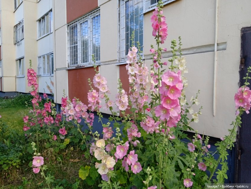 Питер в июле — Туризм и путешествия: фотоотчеты из поездок (фото 5)