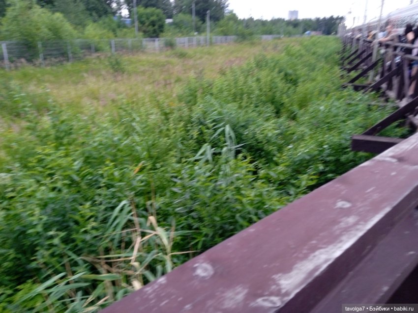 Питер в июле — Туризм и путешествия: фотоотчеты из поездок (фото 3)