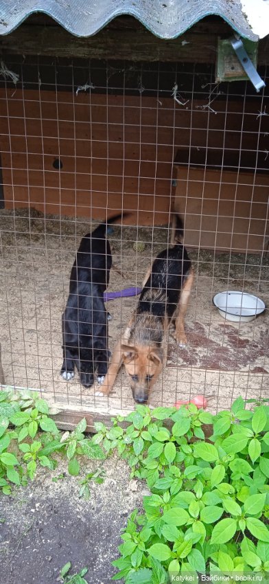 День собак 2024 — Коллекционные игрушки и фигурки: Lego