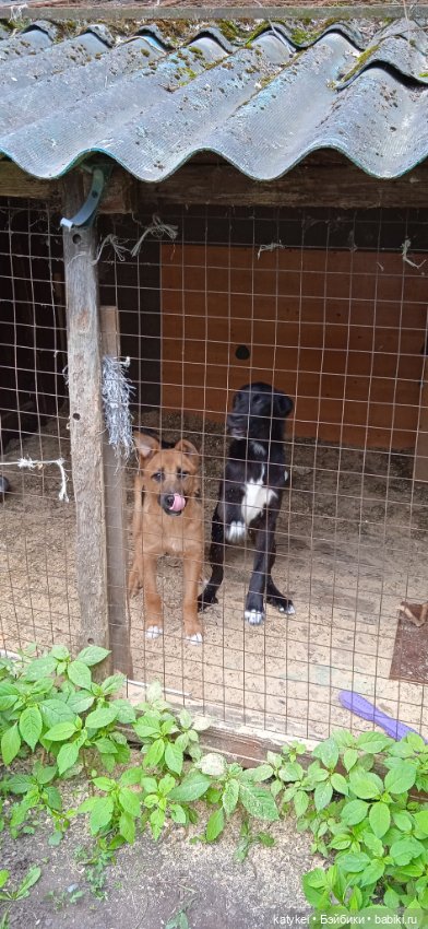 День собак 2024 — Коллекционные игрушки и фигурки: Lego