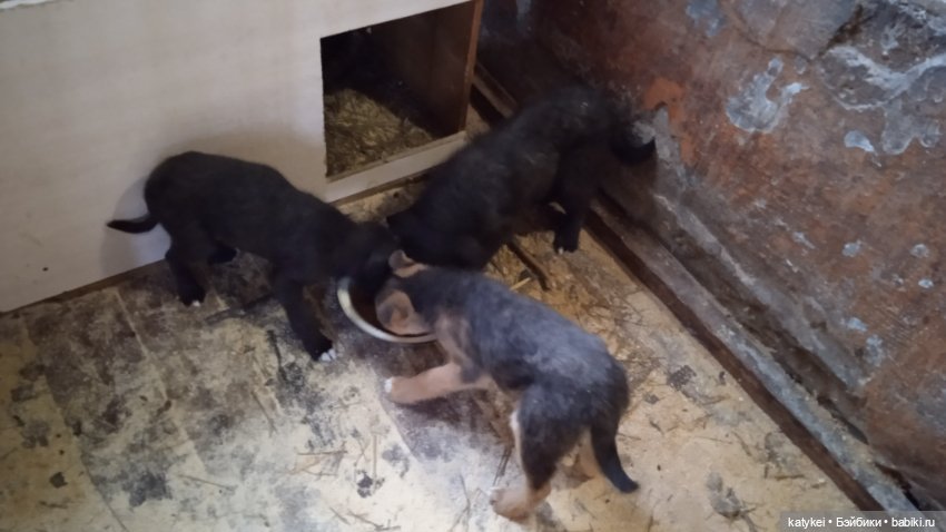 День собак 2024 — Коллекционные игрушки и фигурки: Lego