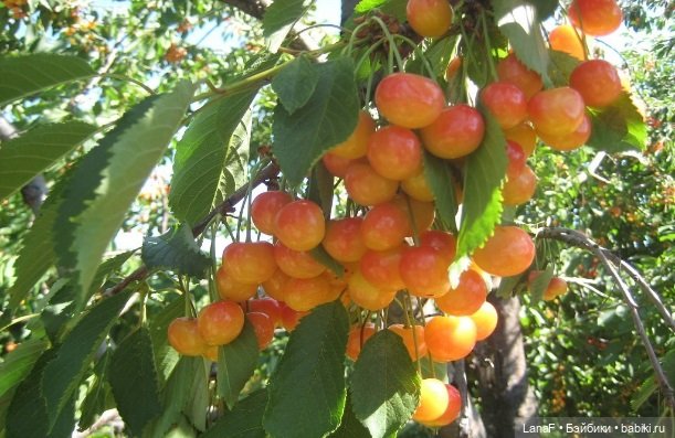 Ягода малинка.🩷☀️🍓🧚🏻‍♀️ ( Габриэль Мюллер Gabriel Muller) (фото 3)