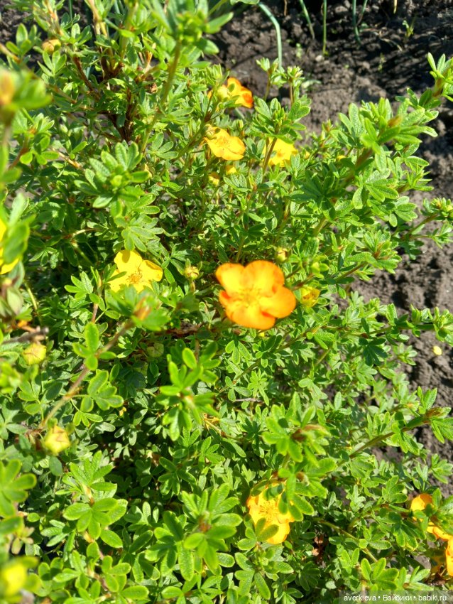 Амели. Мини прогулка — Винтажные куклы ГДР (Немки): Бигги (фото 5)