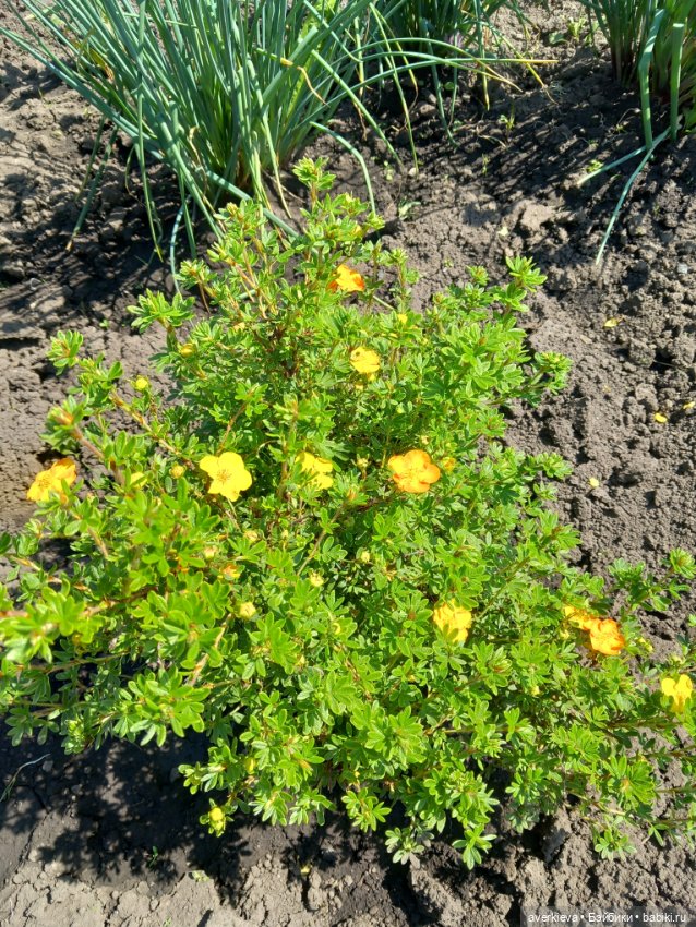 Амели. Мини прогулка — Винтажные куклы ГДР (Немки): Бигги (фото 4)