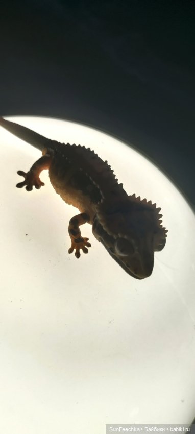 Гошка в отпуске с нами — Разные шарнирные куклы (не БЖД): редкие (фото 3)