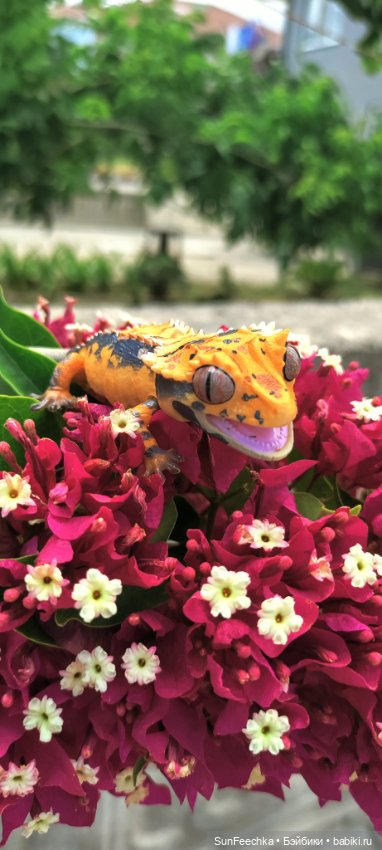 Гошка в отпуске с нами — Разные шарнирные куклы (не БЖД): редкие