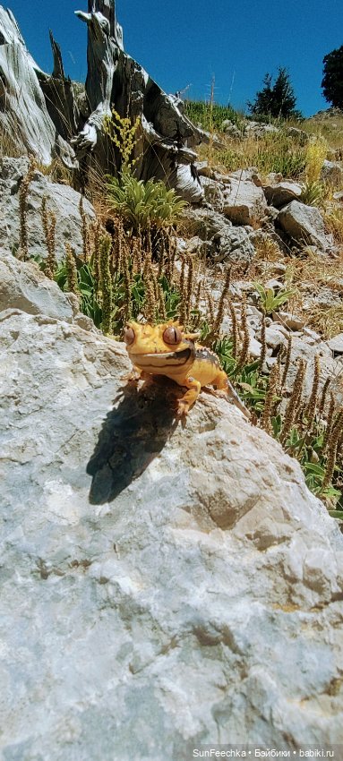 Гошка в отпуске с нами — Разные шарнирные куклы (не БЖД): редкие