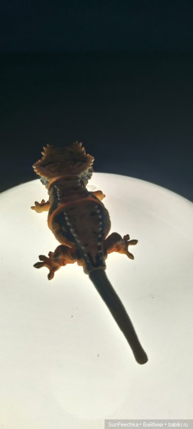 Гошка в отпуске с нами — Разные шарнирные куклы (не БЖД): редкие (фото 4)