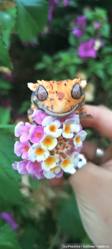 Гошка в отпуске с нами — Разные шарнирные куклы (не БЖД): редкие