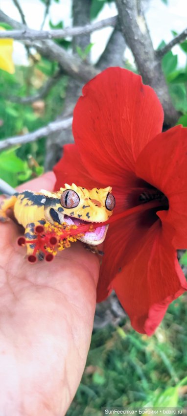 Гошка в отпуске с нами — Разные шарнирные куклы (не БЖД): редкие (фото 5)