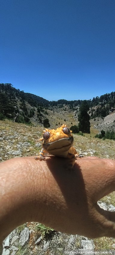 Гошка в отпуске с нами — Разные шарнирные куклы (не БЖД): редкие