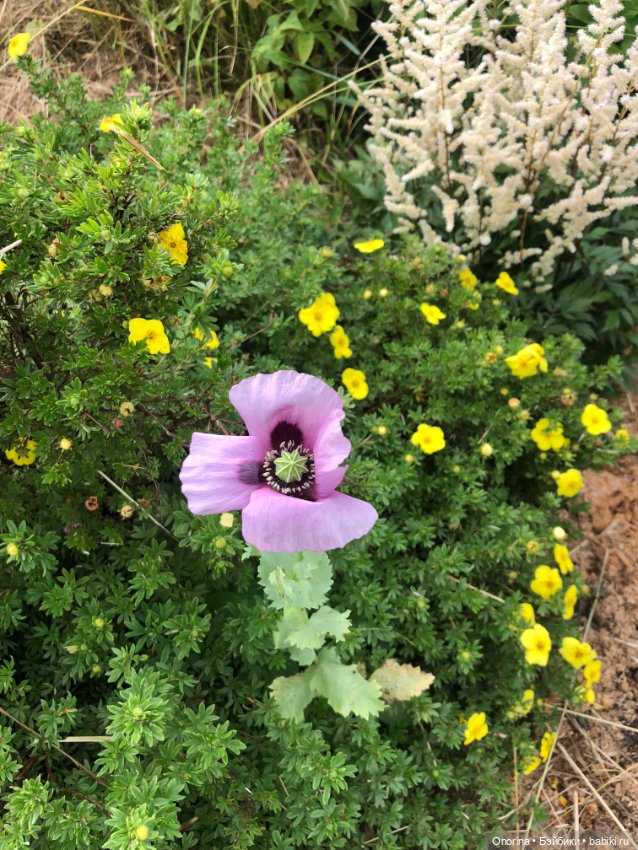 Грибы пошли — Игрушки СССР и советского детства: резиновые (фото 6)