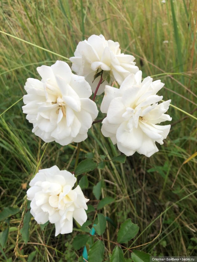 Грибы пошли — Игрушки СССР и советского детства: резиновые (фото 5)