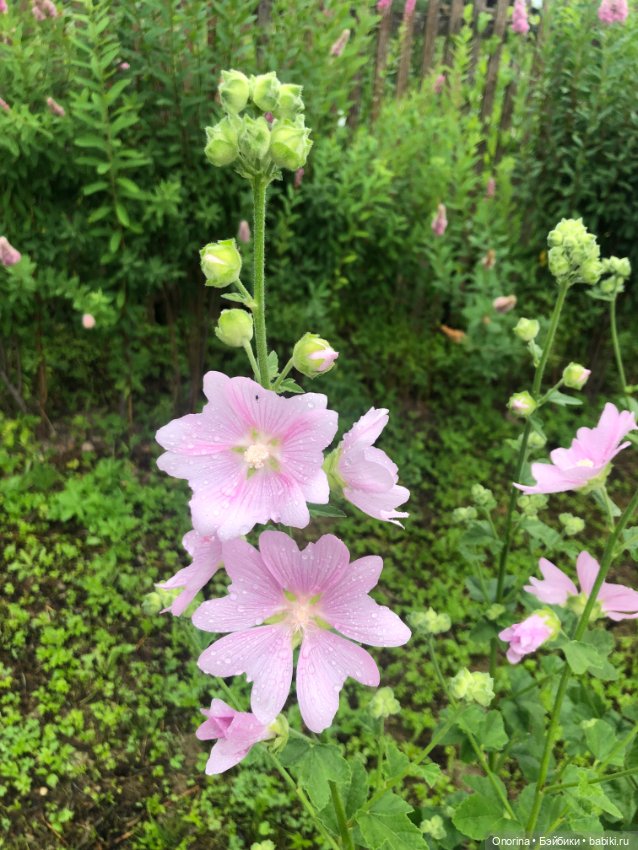 Грибы пошли — Игрушки СССР и советского детства: резиновые (фото 3)